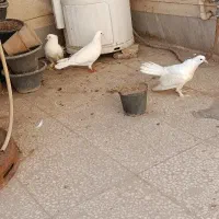 چتری کفتر|پرنده|قم, بکایی|دیوار