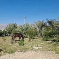 فروش کارگاه صنعتی صنایع پلاستیک|فروش دفتر صنعتی، کشاورزی، تجاری|کازرون, |دیوار