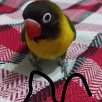 جفت طوطی برزیلی یقه زرد مولد واقعی|پرنده|تهران, تهرانسر غربی|دیوار