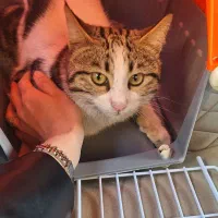 گربه‌ی گمشده|حیوانات|تبریز, |دیوار