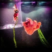 فایتر تبریز