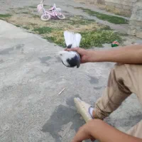 4کبوتر