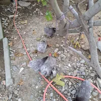 مرغ و خروس کوشین