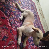 سگ معاوضه هم دارم