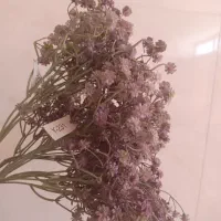 گل های زیبا
