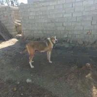 یک عدد ماده با سه تا بچه به فرش میرست|سگ|اردبیل, |دیوار