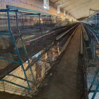 قفس مرغ تخمگذار