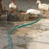غاز