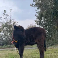 لیشه گوساله ی ماده|حیوانات مزرعه|کوچصفهان, |دیوار