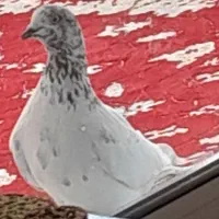 کبوتر گمشده