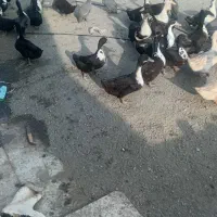 فروش تعدادی اردک نر و ماده