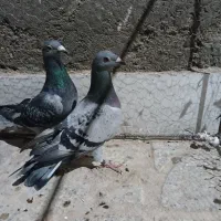 یک جفت کفتر چاشنی بازی|پرنده|بیرجند, |دیوار