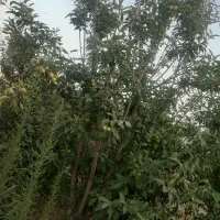 باغچه