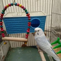 مرغ عشق|پرنده|ری, عباسآباد|دیوار