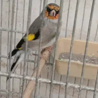 سهره دورگ و رسمی