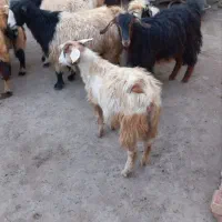 فروش بز جوان