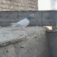 کبوتر طوق شازده نر دم نداره گم کردم
