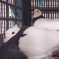 کبوتر