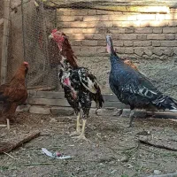 اسلام آباد جدید|حیوانات مزرعه|اسلام آباد, |دیوار