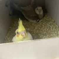 یکجفت عروس هلندی مولد|پرنده|قم, مسجد امام حسن|دیوار