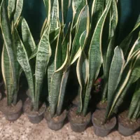 حراجی سانسوریا|گل و گیاه طبیعی|شیروان (خراسان), |دیوار