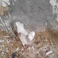 کبوتر شازده