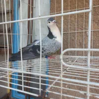 شیرازی پرستویی نر