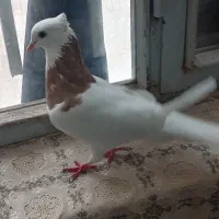 پرنده|پرنده|سبزوار, قصبه شرقی|دیوار