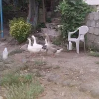غاز محلی فروشی