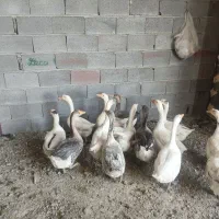 فروش توافقی غوغاز و بوقلمون|حیوانات مزرعه|جعفرآباد, |دیوار