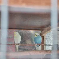 فروش دو جفت مرغ عشق بالغ|پرنده|ابهر, |دیوار