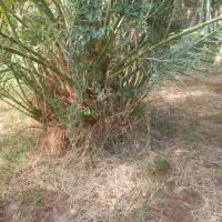 فروش جنگ مضافتی|گل و گیاه طبیعی|بم, |دیوار