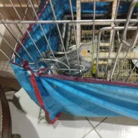 عروس هلندی معاوضه با مرغ عشق مولد