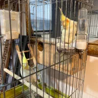 عروس هلندی جفتی ۳ تومن