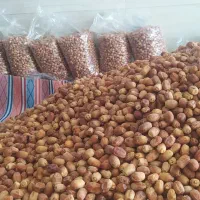 قصب زاهدی|عمدهفروشی|جهرم, |دیوار