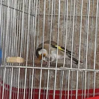 ماده سهره دوسالهرو به مستی