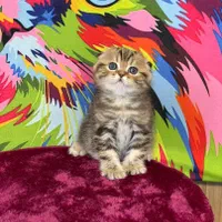 بچه گربه ی انیمیشنی|گربه|اهواز, زرگان|دیوار