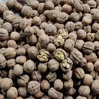 گردو کردستان|خوردنی و آشامیدنی|تهران, اختیاریه|دیوار