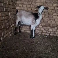 یک راس بز دورگ ابستن سنگین|حیوانات مزرعه|اردکان, |دیوار