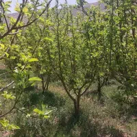 فروش ۱۰۰۰ متر باغ در قطعات مختلف