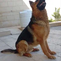 ژرمن نر جوان اصیل جفت گیری