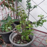 گلهای طبیعی مناسب منزل شما|گل و گیاه طبیعی|رشت, ترمینال|دیوار