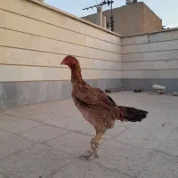 جوجه لاری ۸ ماهه|حیوانات مزرعه|ری, شهرری|دیوار