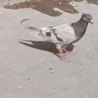 کفتر صیدی 150|پرنده|چناران, |دیوار