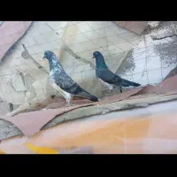 کبوتر چپرا مادر پدر جفت ۲ میلیون جوجه ۱۲۰۰|پرنده|چابهار, |دیوار