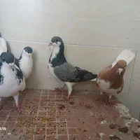 کفتر