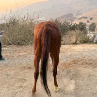 اسب|اسب و تجهیزات اسبسواری|تهران, سوهانک|دیوار