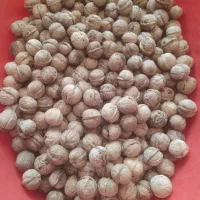 گردو توسرکان