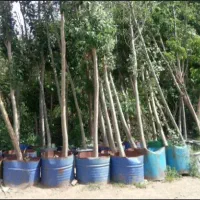 نذر درخت کاشت نهال در آرامستان ها روستا امام زاده|گل و گیاه طبیعی|کهریزک, |دیوار