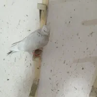 15عدد پلاکی دورگ بهبهانی|پرنده|داراب, |دیوار